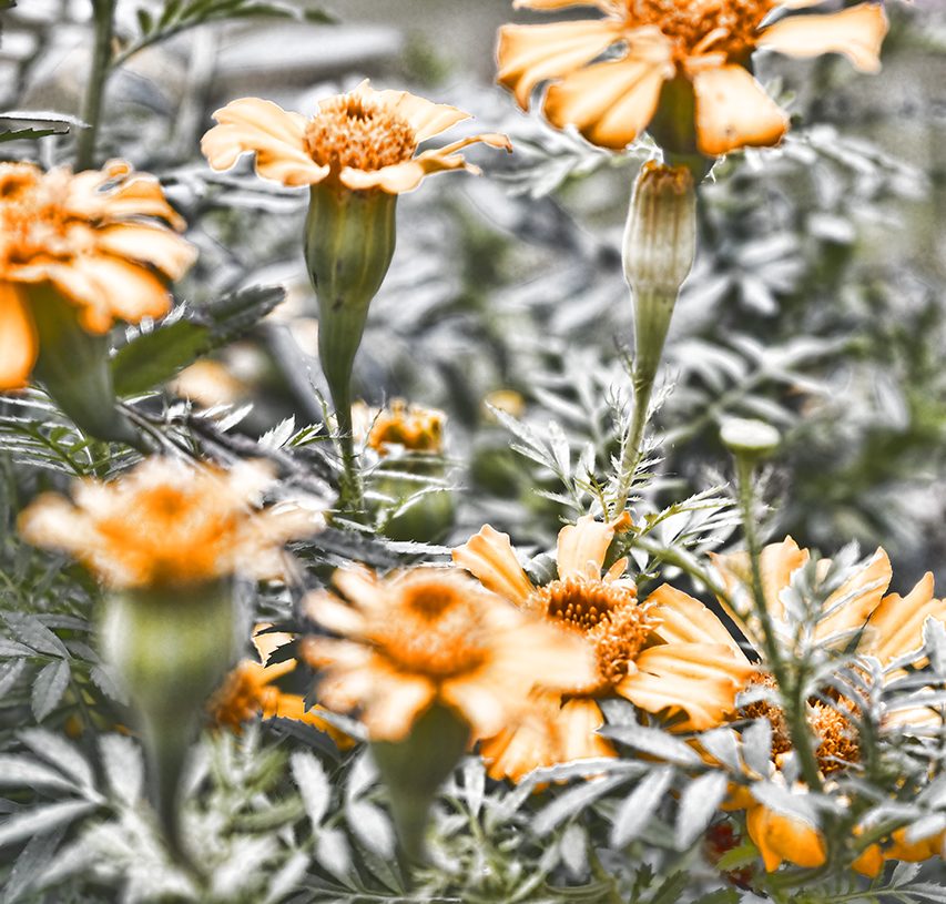 Orange you glad I made this post?