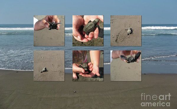 Baby Turtles ©Tatiana Eldersister