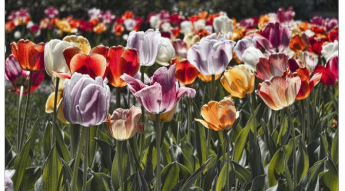 Colorful Tulips in the Sun